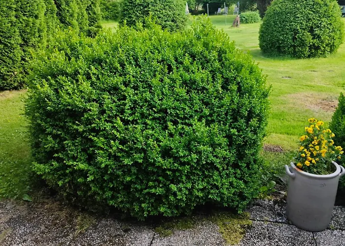 Haus 2 Etagen Garten 1 Badezimmer,1 Gaeste Wc 200 Qm 5 Betten Gehoben Mit Garten